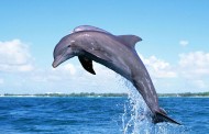 Донецкая общественная организация «Дельфины» приняла в свои ряды новых спортсменов